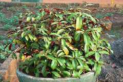 Excoecaria cochinchinensis